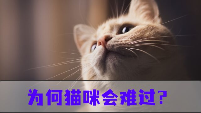 这4件事劝你别做,不然猫咪真的太悲哀了!