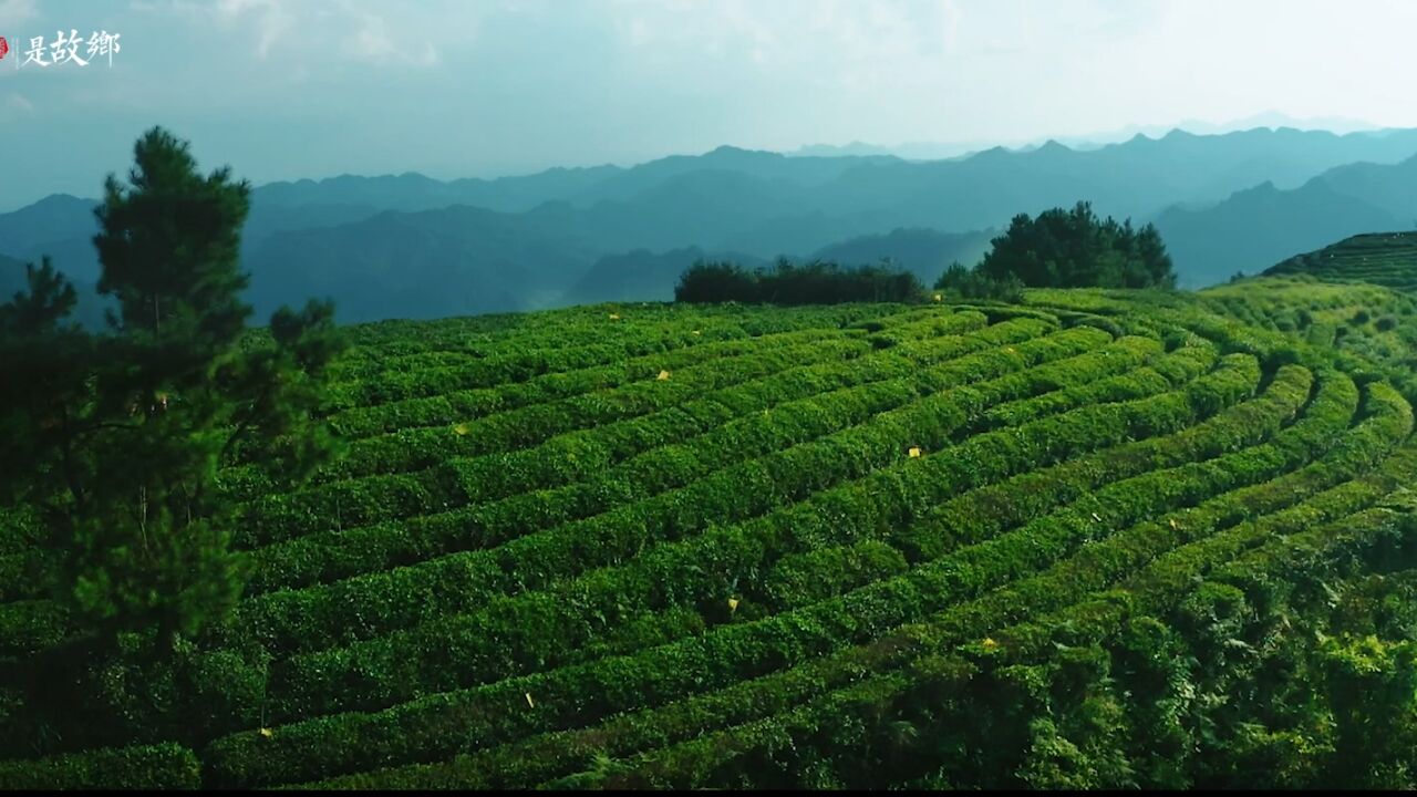 “故乡的茶”主题MV《茶香深处是故乡》《给我一杯故乡的茶》出炉