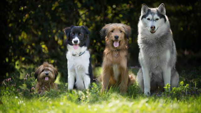 各种狗叫声 various dog barking