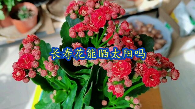 长寿花能晒太阳吗