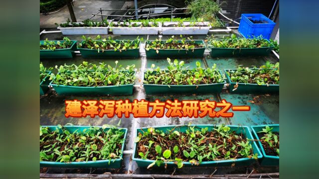 建泽泻种植方法研究一