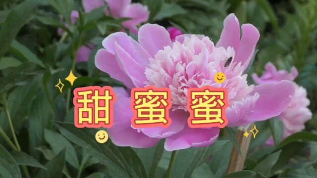 甜美歌曲《甜蜜蜜》