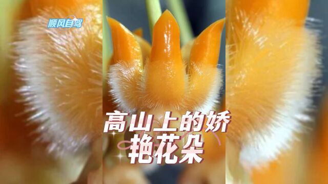 高山上的野生花卉正娇艳盛开,来看看吧