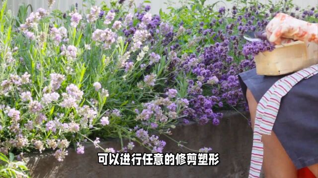 养护穗花牡荆的小窍门:露养、全日照、施肥均衡,冬季重剪修形!