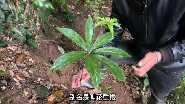 大叔挖了二级保护植物被抓去了,还罚了20000元,遇见它请注意了