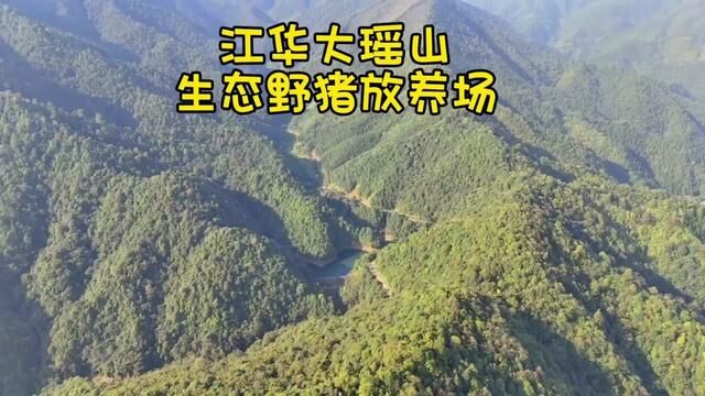 江华大瑶山生态野猪放养场#江华瑶山源生态养殖