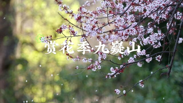 县上好春光:九嶷山赏花季