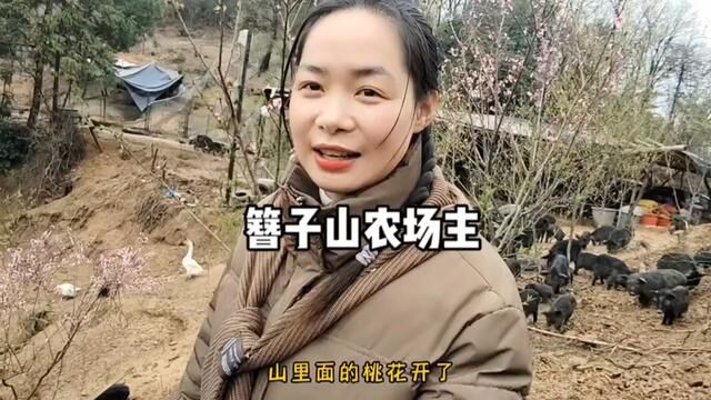 湖南美女返乡创业包山放养黑土猪,遭遇重大打击依然勇往直前,给自己大气,每天乐观面对,积极解决问题,未来可期,加油