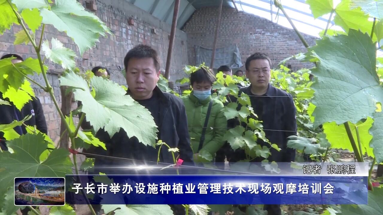 子长市举办设施种植业管理技术现场观摩培训会