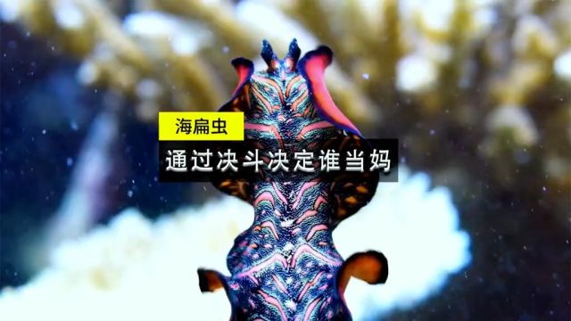 海扁虫一种雌雄同体的生物,是通过决斗来决定谁来当妈