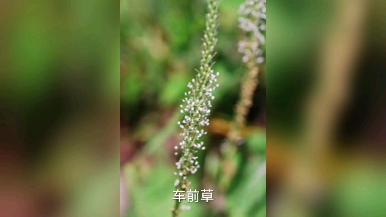 中草药通鉴.【车前草】