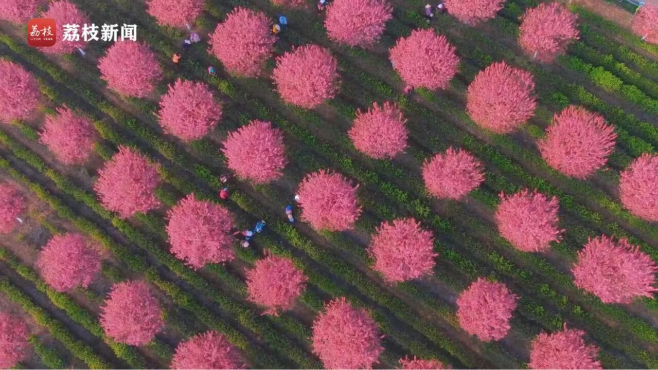 茶园海棠花正艳!句容茶农伴着花香采新茶