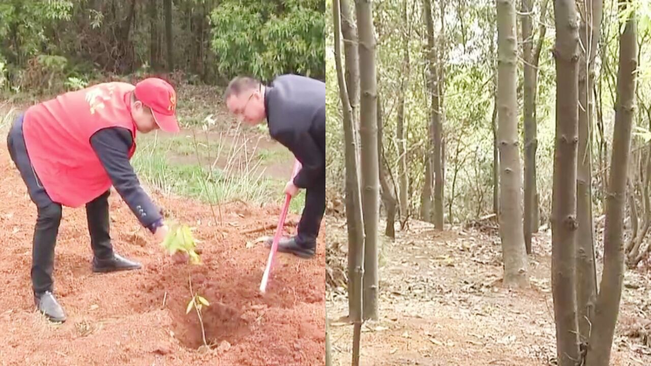 注意!长沙林业部门加强防火隔离带建设及林下可燃物清理工作