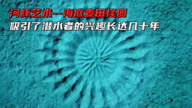 河豚艺术海底麦田怪圈,吸引了潜水者的兴趣长达几十年! #动物科普 #涨知识 #河豚