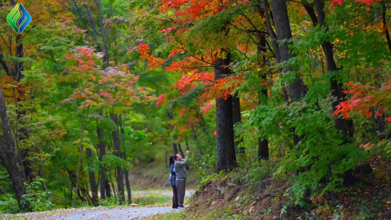 醉美吉景美如画|遇见通化不一样的美好,四方山秋意浓