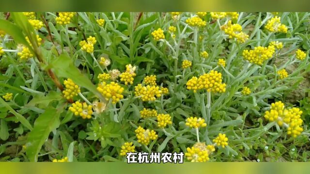 清明节必备食品:清明团