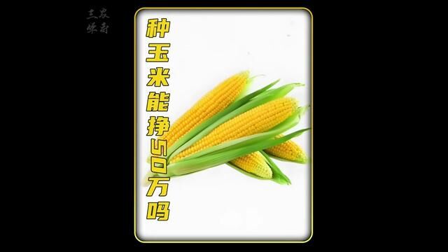 种玉米能挣钱吗 种多少亩地能一年挣它50个 真相有点扎心 #三农种植 #玉米种植