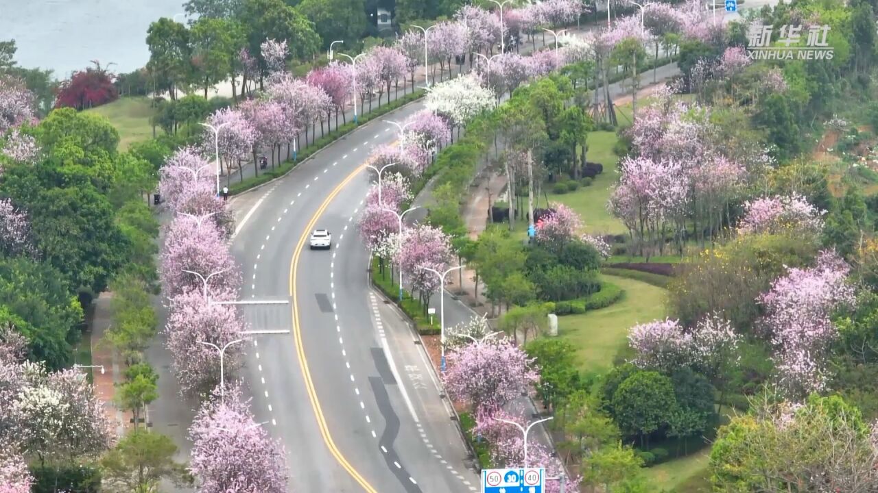 广西柳州:一城烟雨半城花