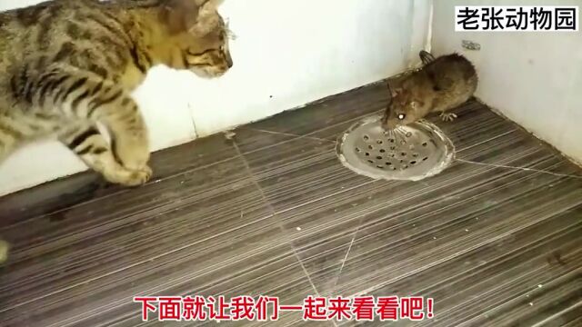 老鼠被猫打的只想回家找妈妈!#神奇动物在抖音 #意不意外 #老鼠#猫#动物世界