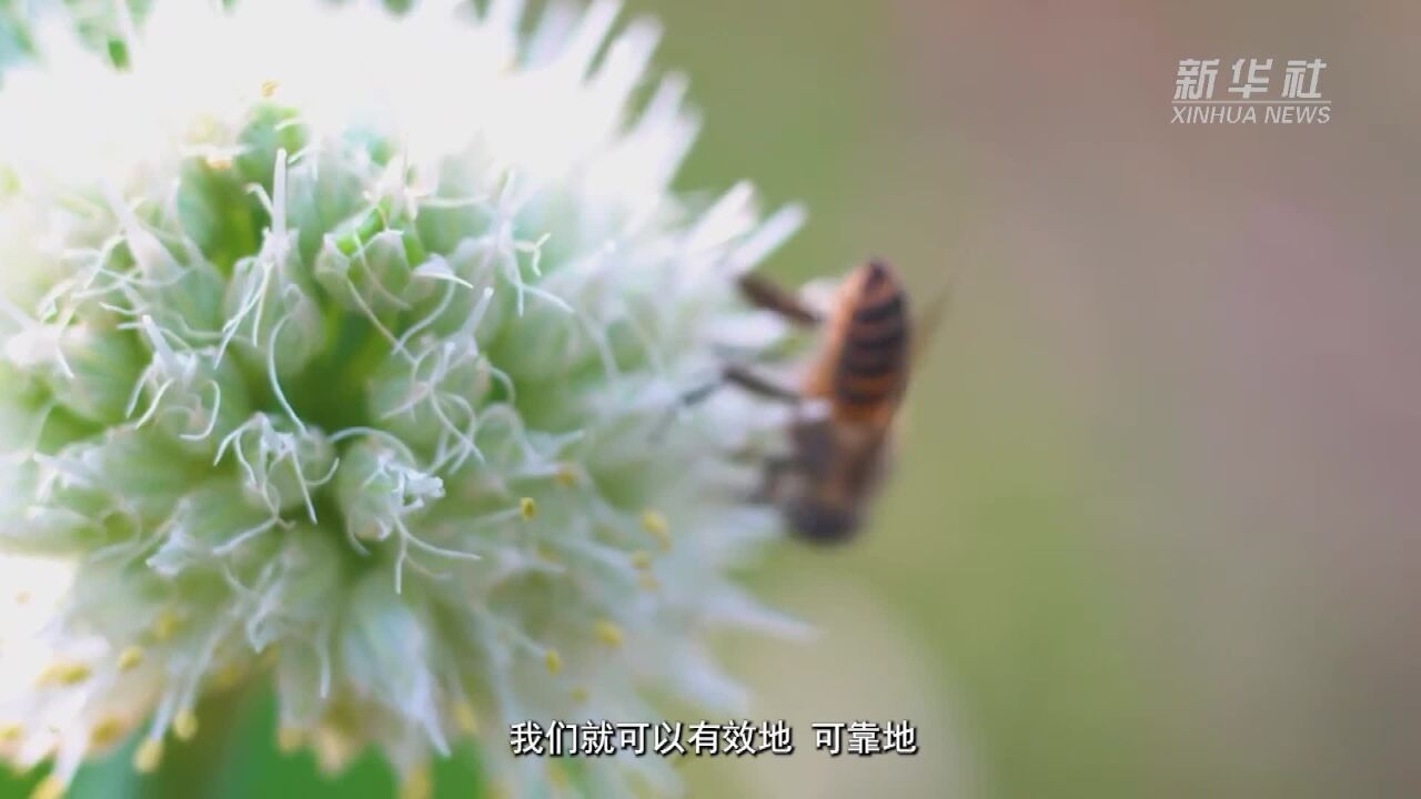 中科院动物所:搭建“一带一路”地区昆虫多样性格局评估与智能监测体系