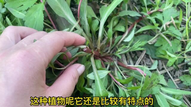 农村不起眼的“活血草”,城市人都不了解它,一起来认识并了解下