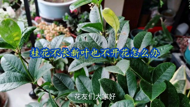 桂花不长新叶也不开花怎么办