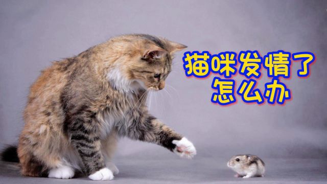 猫咪发情了怎么办