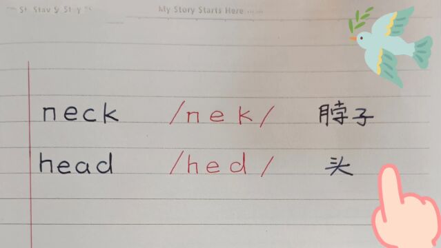 单词复习neck,head,~