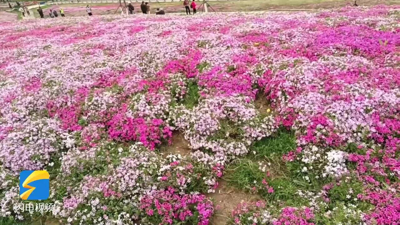 济南龙鼎大道花海全面绽放 市民拍照打卡留下最美瞬间