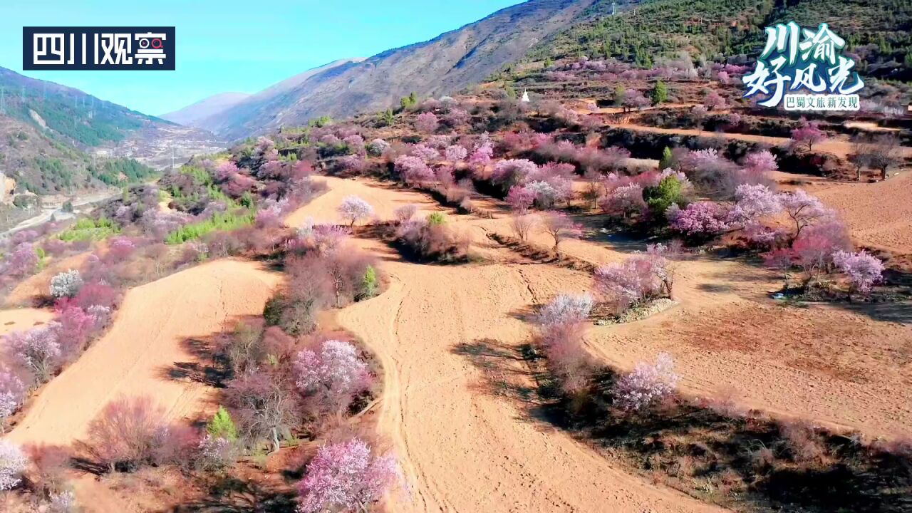 川渝好风光丨高原花开 道孚杏花闹春来