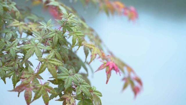 二十四节气 小份菜推荐丨谷雨:芹菜炒肉 调理身体准备迎夏