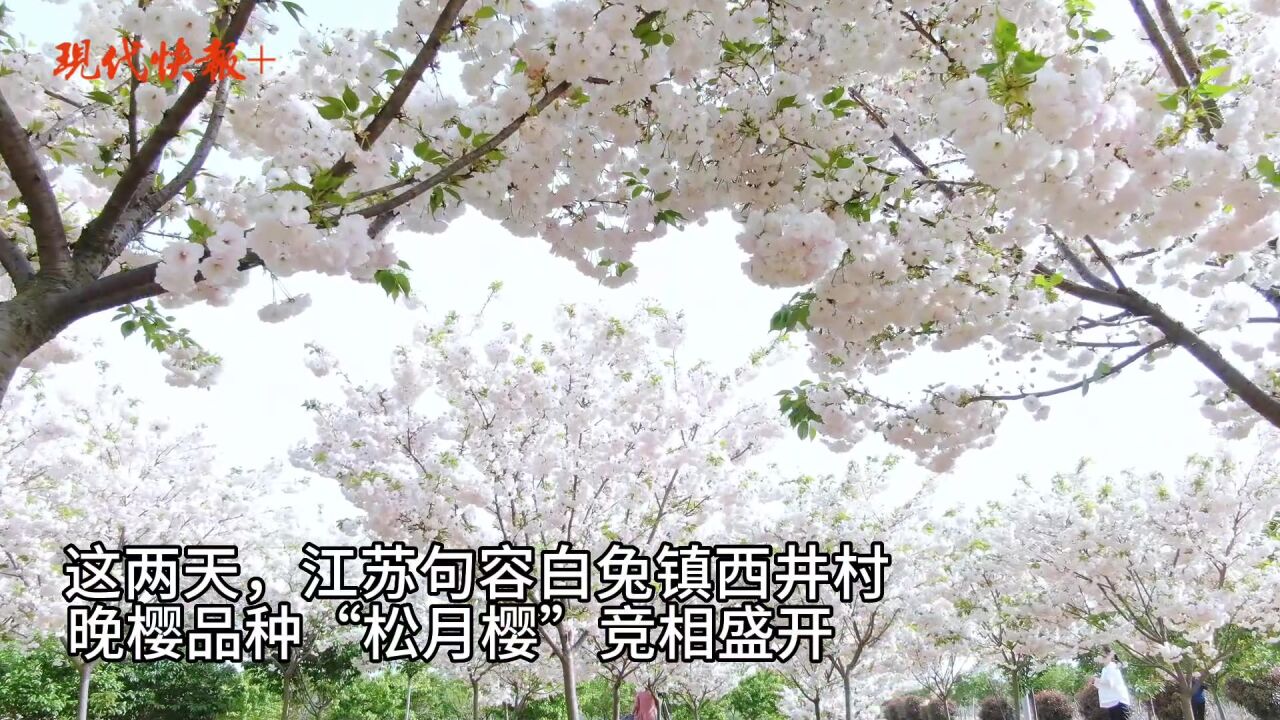 句容“变色”樱花绽放,如云似雪好浪漫!