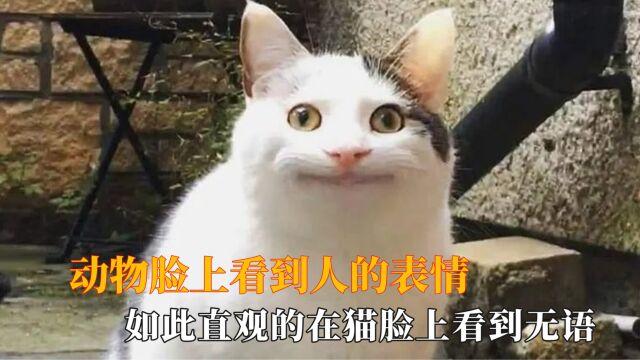 动物脸上看到人的表情:猫咪第一次看到主人素颜,一脸不可思议