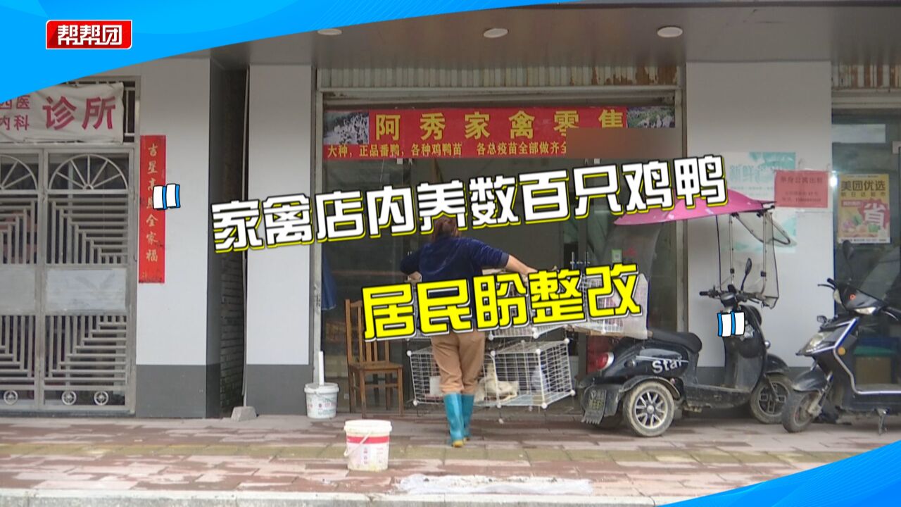 沿街商铺内养殖数百只鸡鸭 附近居民直呼臭味难忍:房门都不敢开