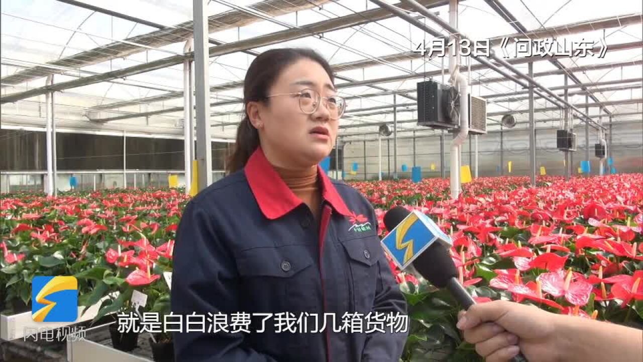 问政追踪丨研发小程序推动商河县花企和物流精准对接 缓解花卉产业与物流配套不足问题