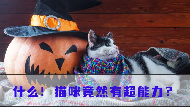 猫咪的4大超能力,养猫多年的你都未必知道!