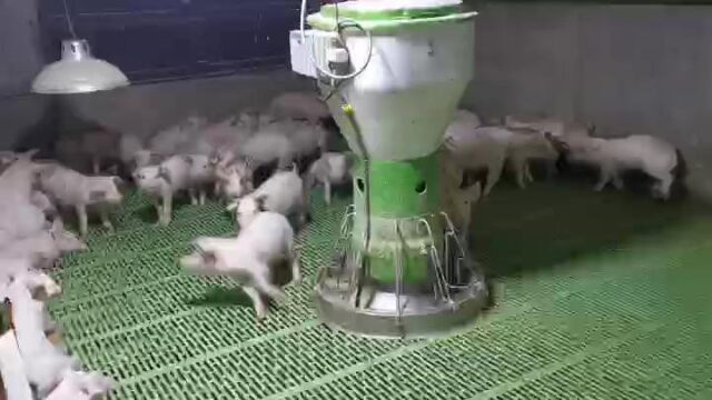 养猪必备神器