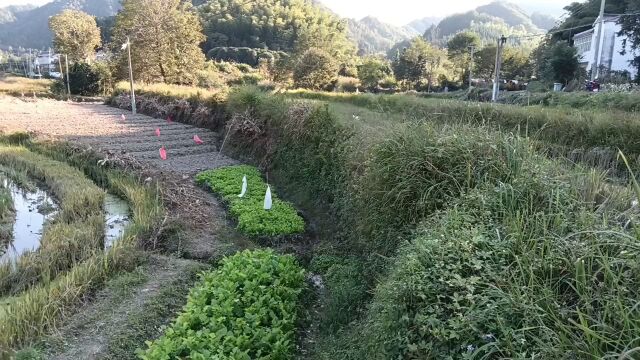 乡村的田野,高山,农民,恬淡无欲的生活适合忙碌的人你.