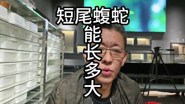 短尾蝮蛇能长多大?它危害性大吗?致死率高吗?#短尾蝮 #蝮蛇