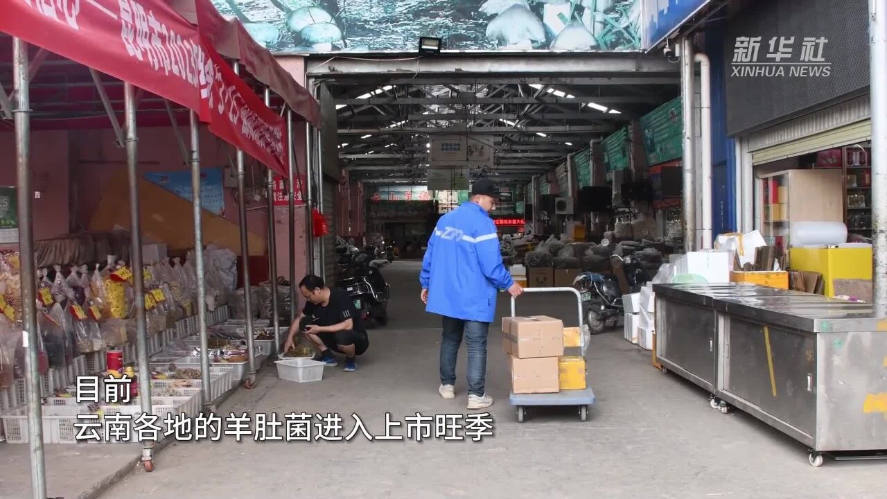 “舌尖上的美味”羊肚菌进入上市旺季 “滇”品出山有保障