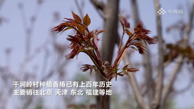 秦皇岛:红香椿长出了“致富芽”