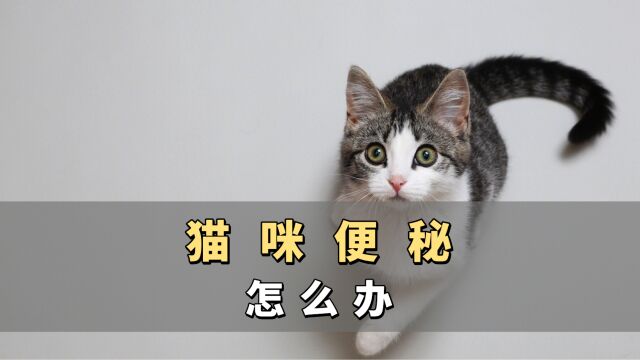 猫咪便秘怎么办?方法都在这了,还不来学