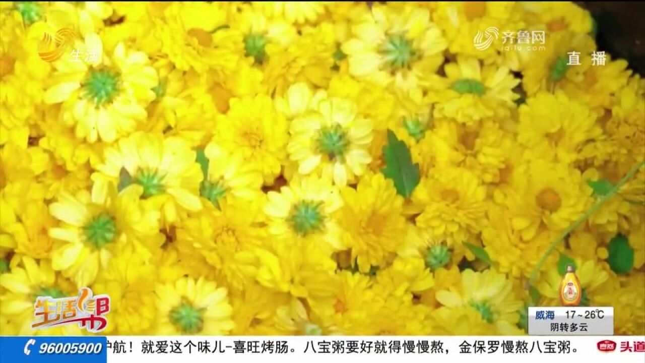 惊艳!枣庄菊花进入盛花期,大地披上“黄金甲”,金光灿烂美如画