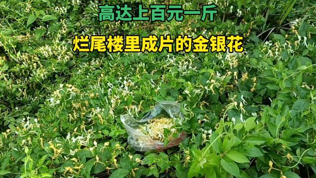 在烂尾楼里发现成片的金银花,这在外面卖的很贵,高达上百元一斤