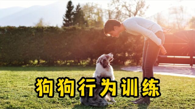 狗狗5大行为训练技巧,你学会了吗?