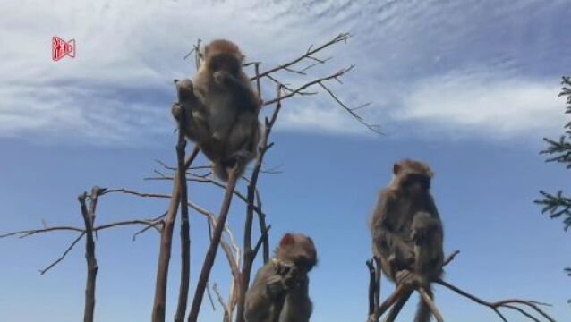 视频丨保靖县吕洞山西游村里的“猴趣”