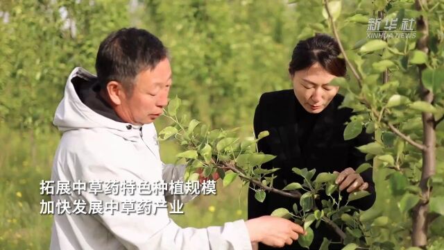 河北任丘:特色中草药种植 助力乡村振兴