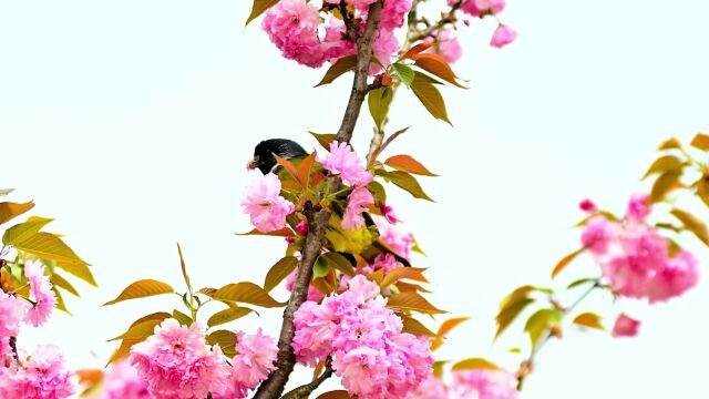 大幅增长!义乌这些行业火了!