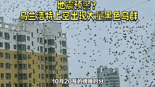 地震预警?乌兰浩特上空出现大量黑色鸟群