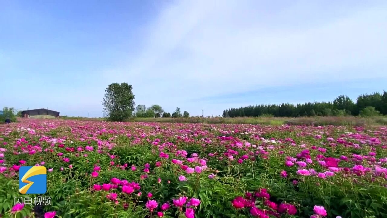 潍坊市潍城区:芍药花开竞芳菲 多彩花海惹人醉